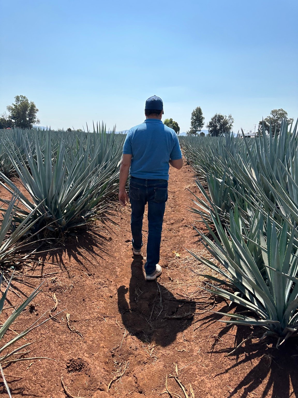 Walking through agave fields owned by the Lozano family